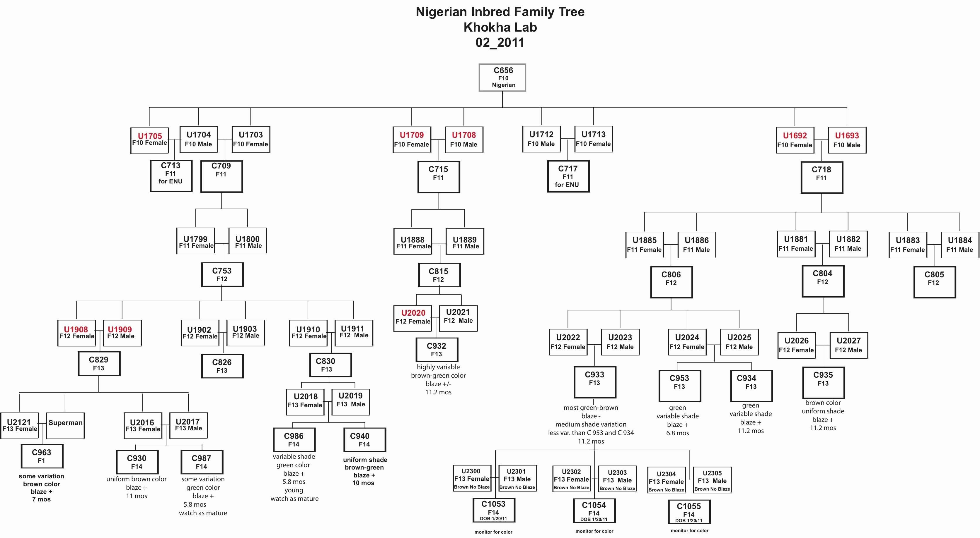 Elegant Family Tree with Template