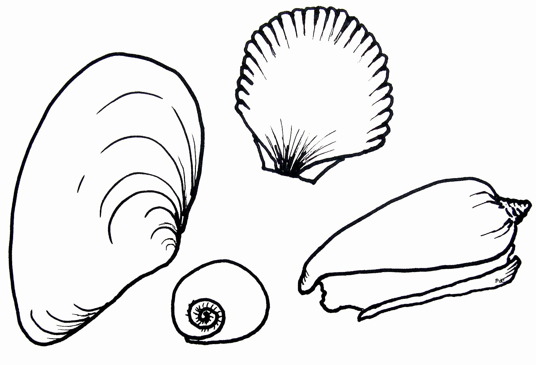 Free Printable Seashell Coloring Pages for Kids