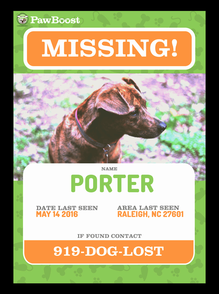 Lost Dog Flyer Template Gallery Template Design Ideas