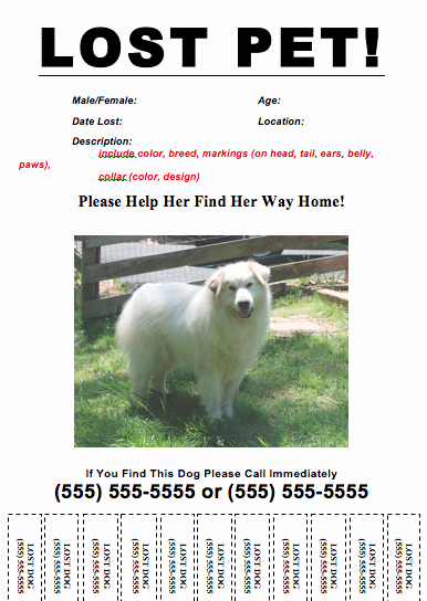 lost dog template flyer