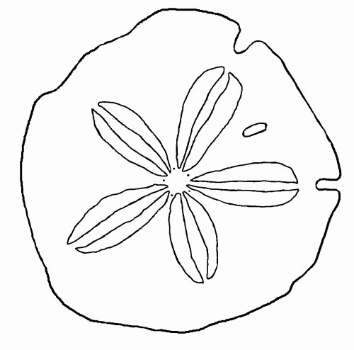 Sand Dollar Coloring Page – Seashells by Millhill
